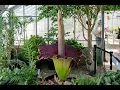 Corpse Flower Time-Lapse Morticia s Complete Bloom Cycle at URI