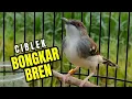 Download Lagu Masteran dan Terapi Ciblek Kristal, Pancingan Gacor Agar Burung Rajin Bunyi