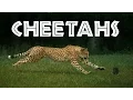 Download Lagu Cheetahs for Kids: Learn All About Cheetahs - FreeSchool