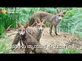 Yarige Beku E Loka | Sipayi | Ravichandran Hit Songs | Kannada Whatsapp  Status  Video