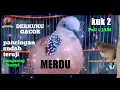 Download Lagu Masteran burung derkuku kuk 2, /pancingan derkuku malas bunyi, Pancinga palingi jitu 5 detik buyi,