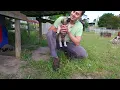 Kangal PUPPIES in Australia