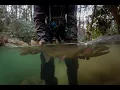 Blue Ridge GA public water hike-in spot and we found some giants Sight fishing in gin clear water