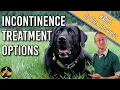 The Best Way to Treat Dog Incontinence Stop Urine Leakage - Dog Health Vet Advice