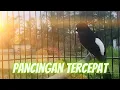 Download Lagu Pancingan GACOR Murai Batu EMOSI 100%Efektif bikin NGAMUK bongkar isian cililin kenari katem