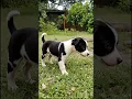 Download Lagu funny puppy video #puppy #cute #pets #funny #dog #animals #shorts