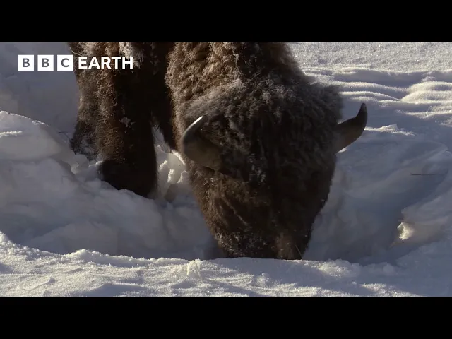 Video: Animals Fight to Survive Harsh Winter | BBC Earth | BBC Studios