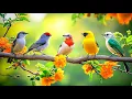 Lagu Work Stress Vanishes: Birdsong 🕊️🕊️🕊️ \u0026 Piano Oasis