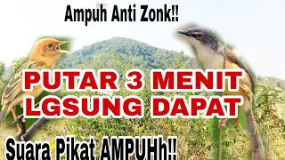 Download Anti Gagal|Suara Pikat Burung Salome VS Ciblek Tebu Ribut @ObonChannel MP3