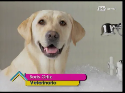 Cuidados al bañar al perro