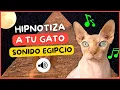 Download Lagu 📢😻SONIDO EGIPCIO PARA GATOS TIK TOK🐫🐫 -  SONIDO ANTIGUO EGIPTO GATOS
