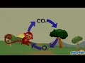 Oxygen Cycle Explained - Oxygen Facts for Kids Educational s by Mocomi