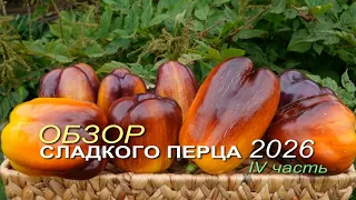 Обзор коллекционных сортов СЛАДКОГО ПЕРЦА сезона 2026 🌶IV часть