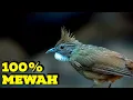 Download Lagu #1🔴MASTERAN SUARA BURUNG KAPAS TEMBAK GACOR PANJANG MANTAP UNTUK MASTERAN SEGALA JENIS BURUNG