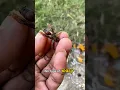 wasps are eaten by ants #shorts #trending #viral