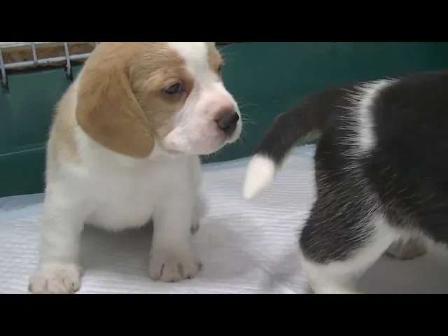 動画