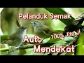 Download Lagu Suara Pikat Pelanduk Semak Paling Jitu