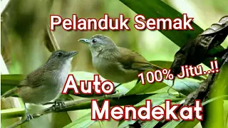 Download Suara Pikat Pelanduk Semak Paling Jitu MP3