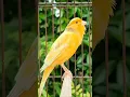 Download Lagu singing birds | amazing animal sounds | canary singing #birds #animals #shorts