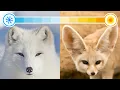 Lagu All 22 Species of Foxes (Organised by Continent)