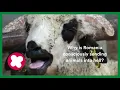 Download Lagu Stop live animal transport! Party for the Animals shows the truth Romanian authority tries to hide.