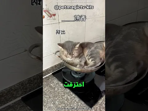 طبخة القطة الكارثية 🍳🐈