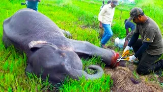Wild Elephant Trapped in a Wire Snare #elephant