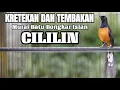 Download Lagu KRETEKAN DAN TEMBAKAN MURAI BATU BONGKAR ISIAN CILILIN AMPUH BUAT MASTERAN MURAI BATU ANDA