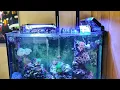 36 gallon bowfront reef tank