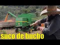 Download Lagu fui no açougue buscar suco de vaca // colheita de milho do pai Download Lagu fui no açougue buscar suco de vaca // colheita de milho do pai