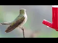 Ruby-throated Hummingbirds 08-11-26