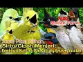 Download Lagu SUARA PIKAT,‼️ SIRTU/CIPOH MENJERIT KOMBINASI KUTILANG DAN KUTILANG EMAS+TRUCUKAN..