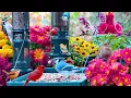 Download Lagu 🔴LIVE 4K Cottage Garden Bird Feeder: Cardinals, Woodpeckers, Song Birds, Bees, Sleep and Flowers