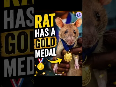 rat has a gold medal 🐀 #shorts #short #facts #shortvideo #viralshorts