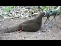 Lagu amazing method to be looking for food in the jungle for survival episode 76 I got a pheasant