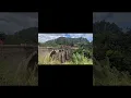Download Lagu Ella's stunning 9 arches bridge ✨ #ninearchesbridge #ella #srilanka