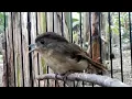 BURUNG FLAMBOYAN NGEPIK + N3MBAK\
