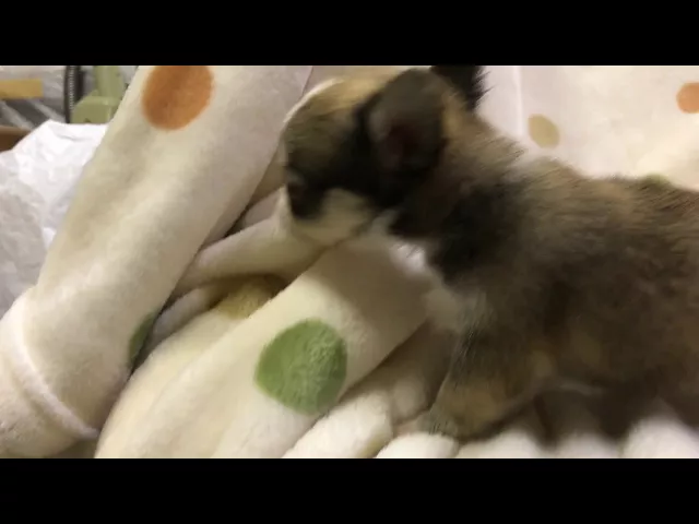動画