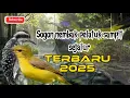 Download Lagu SOGON NEMBAK PELATUK SAMPIT SEJALUR BIKIN LAWAN KETAR KETIR‼️ #sogongacor  #sogon #sogongacorngobra