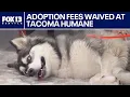 Pet adoption fees waved for Tacoma and Pierce County Humane Society FOX 13 Seattle