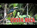 Download Lagu Onze reis door Costa Rica  4K - Ultra HD