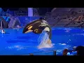 One Song 4K Orca Encounter SeaWorld Orlando March 15 2023