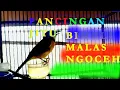 Download Lagu Masteran Pancingan Bimoli / Kancilan Emas Gacor | Merdunya Kicau Golden Whistler gacor