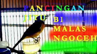 Download Masteran Pancingan Bimoli / Kancilan Emas Gacor | Merdunya Kicau Golden Whistler gacor MP3