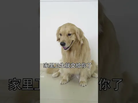 是什麽讓懂事的路虎也忍不住想偷懶？最後竟然    #原來家電還可以這樣 #萌寵 #金毛路虎