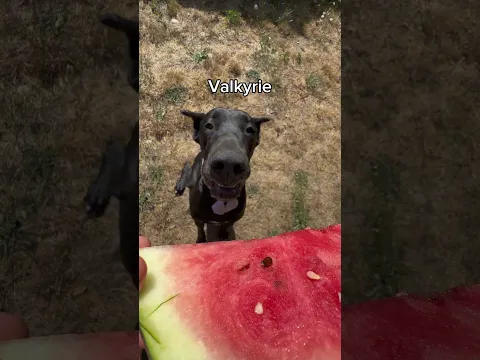 Which one was your favorite? 🤔🍉
