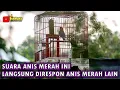 Download Lagu PANCINGAN ANIS MERAH GACOR SUPER CEPAT DIRESPON langsung GACOR #anismerahgacor