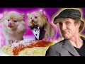 PUPPY KONG S FIRST BLIND DATE