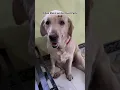 PoV : When Labrador Dog is on her heat cycle 🥲🥺 #dog #labrador