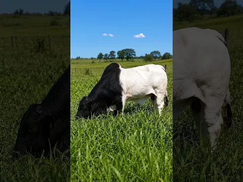esse touro é lindo demais